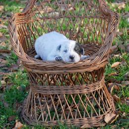 Cupid - Blue male Australian Cattle Dog puppy in Buffalo Valley, Tennessee from Buffalo Valley Breeders
