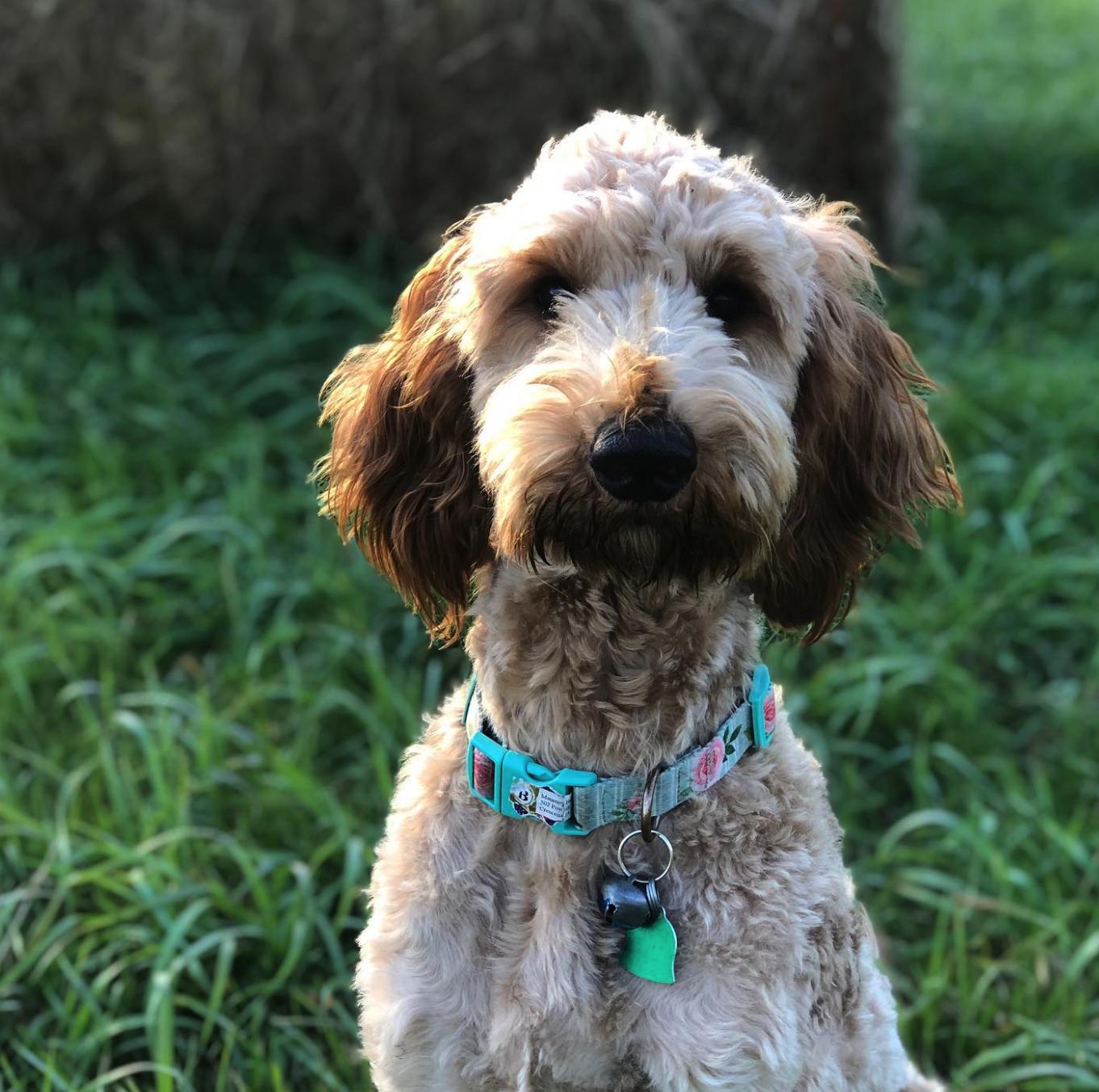 Deer Creek Doodles in Nebraska Goldendoodle puppies Good Dog