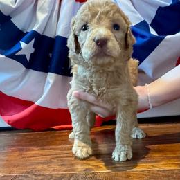 Ellie (Eleanor) - Apricot female Goldendoodle puppy in De Land, Florida from Rezapour Doodle Estate