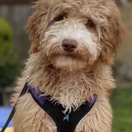 Australian Labradoodles and Labradoodles from LaLadoodles