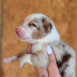 Birdie AKC - Red merle female Australian Shepherd puppy in Polk City, Florida from Skaky Shepherds