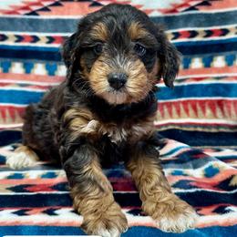 Rylee - Brown merle female Aussiedoodle puppy in Lebanon, Missouri from Kaitlen's Doodle Pups