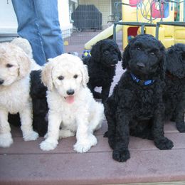  Puppies from Parris Hill Standard Poodles