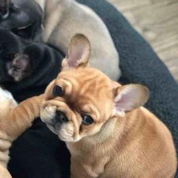 French Bulldogs from Homepop