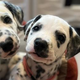 Dalmatians from DragonHeart Dalmatians
