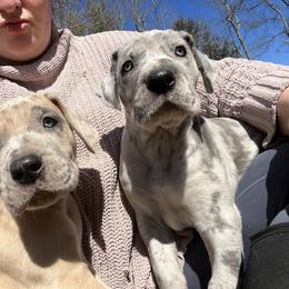 Great Dane Puppies from Split Rock Danes