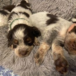 English Springer Spaniel Puppies from M L Springers