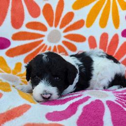 Prada - Black and white female Sheepadoodle puppy in Owensville, Missouri from Oak Valley Kennels