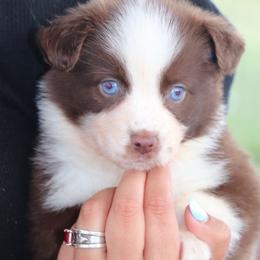 Lizzo - Red & white female Miniature Australian Shepherd puppy in Goliad, Texas from Sassy Lil Aussies and Diamond W Poodles