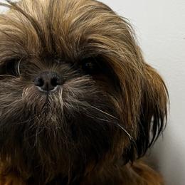 Callie - Shih Tzu