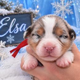 Elsa - Blue merle female Australian Shepherd puppy in Placerville, California from BFF Aussies