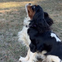 Cavalier King Charles Spaniels from Sunny Valley Cavaliers