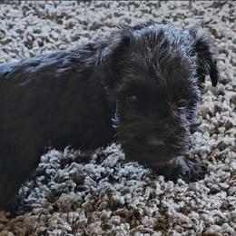 Australian Cattle Dog and Miniature Schnauzer Puppies from B & E Farms