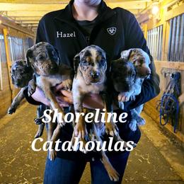 Catahoula Leopard Dog and Pembroke Welsh Corgi Puppies from Peach Tree/Shoreline Catahoulas & Corgis