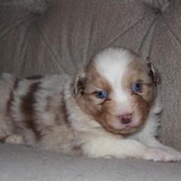 Australian Shepherd Puppies from CK Aussies