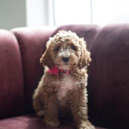 Goldendoodle Puppies from Dashing Doodle Pups