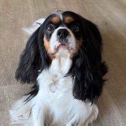 Luna - Cavalier King Charles Spaniel