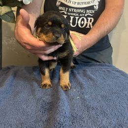 Girl 2 - Rottweiler puppy in Ohio from Vom Hause Bishop