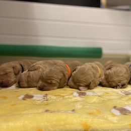 Golden Retriever Puppies from Honeyroux Goldens