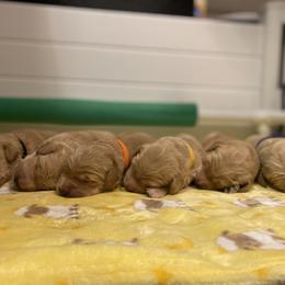 Golden Retriever Puppies from Honeyroux Goldens