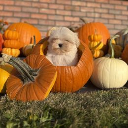 Maltese Puppies from Kallos kennels