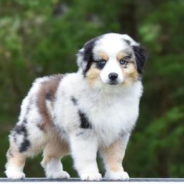 Legend - Blue merle male Miniature American Shepherd puppy in Omaha, Arkansas from Ashland Miniature American Shepherds & Miniature Australian Shepherds
