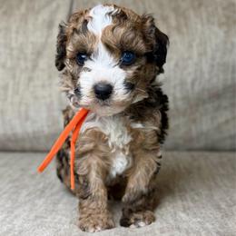 Blaze - Merle male Bernedoodle puppy in Lamar, Colorado from Jozlyn’s Pups