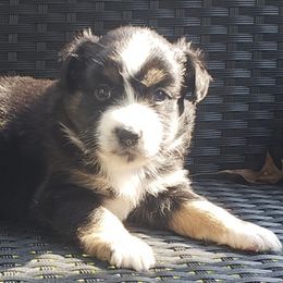 Toy Australian Shepherds from Cedar Hills Aussies