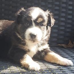 Toy Australian Shepherds from Cedar Hills Aussies