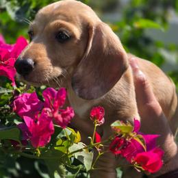 Akc Spotty - Piebald male Dachshund puppy in Tampa, Florida from Sunkissed Doxies