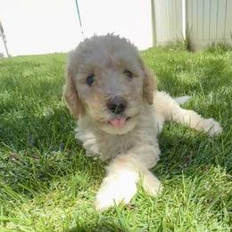 Boo - Yellow and white female Bernedoodle puppy in Springville, Utah from Oodles of Bernedoodles