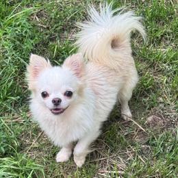 Eclipse - Chihuahua