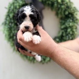 Clover - Black and white female Bernedoodle puppy in Malvern, Arkansas from Cove Creek Companions