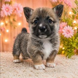 Rusty - Sable male Pembroke Welsh Corgi puppy in Charleroi, Pennsylvania from Twilight Hollow Corgis