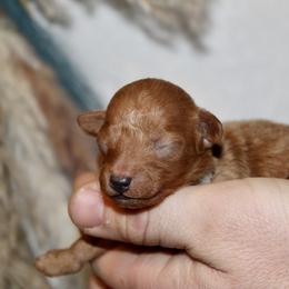 Spring - Red  female Poodle puppy in Bridgeport, Texas from KM AKC Toy poodles