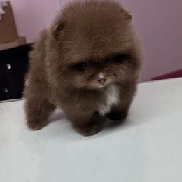 Pomeranian Puppies from Divine Poms