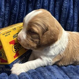 Boy 4 - male Brittany puppy in Port Crane, New York from Red Truck Brittanys