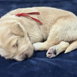 Goldendoodle Puppies from Unike Puppies