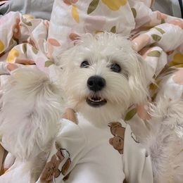 Maltipoo All Grown Up from Edna Keim