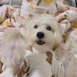 Maltipoo All Grown Up from Edna Keim