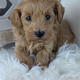 Clover - Red male Havapoo puppy in Burlington, Iowa from River View Puppies