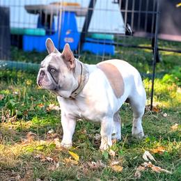 Ford - French Bulldog