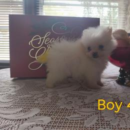 Boy 4 - Cream male Pomeranian puppy in Tabor City, North Carolina from Southern Palmetto Pomeranians