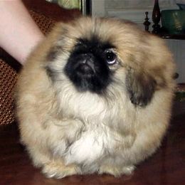 Pekingese Puppies from Deja vu Pekingese EOM-S