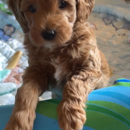 Goldendoodle All Grown Up from Scherrer Sweet Goldendoodles