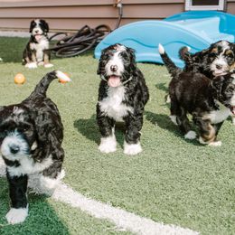 Bernedoodles and Bernese Mountain Dogs from Berns & Doodles