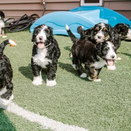 Bernedoodles and Bernese Mountain Dogs from Berns & Doodles