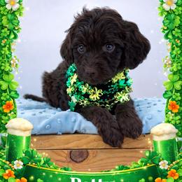 Petty - Chocolate male Goldendoodle puppy in Rising Sun, Indiana from Ruby Lane Doodles