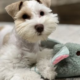 Miniature Schnauzer Puppies from Priscilla's Miniature Schnauzers