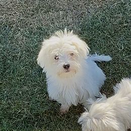 LB3 Black LOKI - White male Maltese puppy in Blythe, California from California AKC Maltese & Yorkies